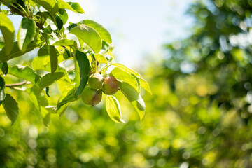 Apple trees on an organic fruit farm.
