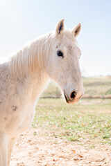 portrait of a white horse in a field