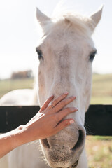 hand petting a horse
