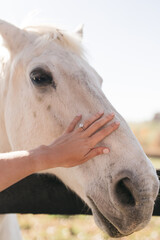 close up of a hand petting a white horse