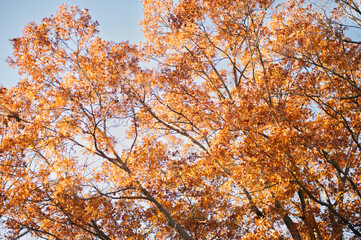 autumn trees against sky