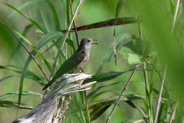 Brush Cuckoo or Cacomantis variolosus seen in Nimbokrang in West Papua,Indonesia
