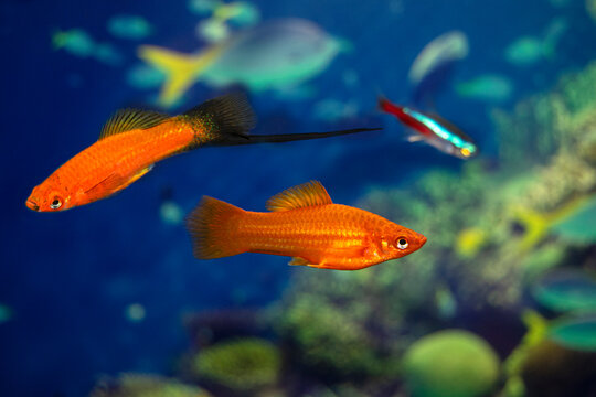 Aquarium swordtail fish swims in a home aquarium. The female is red, the male is red-black. Xiphophorus-Latin name