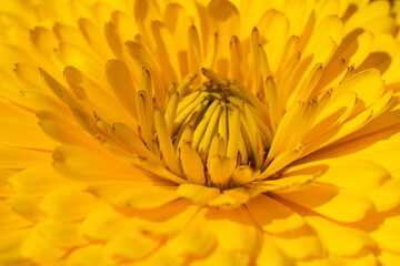 Close up on calendula flower. Macro.