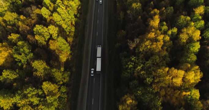 One Semi Truck with white trailer and cab driving, traveling alone on dense flat autumn yellow forest asphalt straight road, highway top down view follow vehicle aerial footage. Freeway trucks traffic