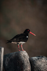 bird in unstad lofoten