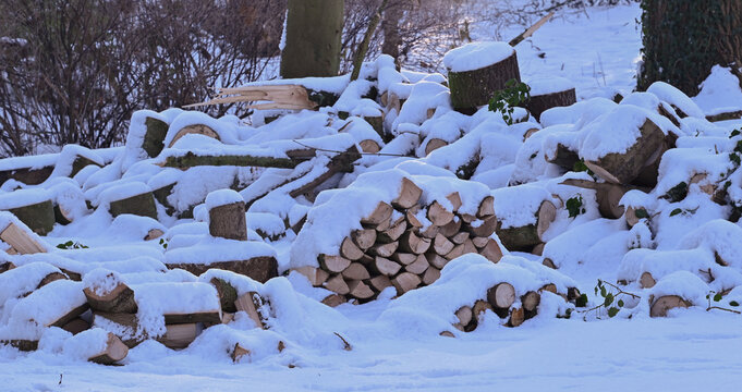 View of logs in the snow