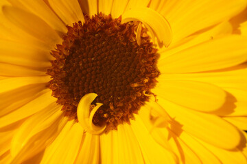 Close up on calendula flower. Macro.