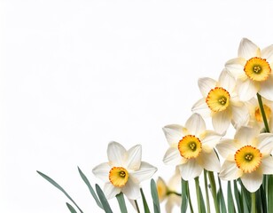 Narcissus flowers isolated on white background with copy space.