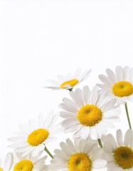 white daisies isolated on white background with copy space for text