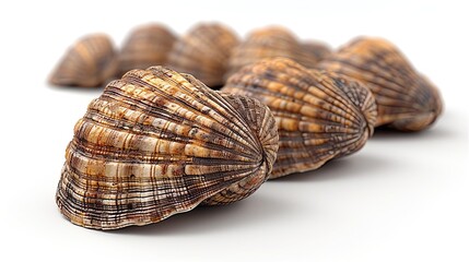 Fresh clams isolated on white background