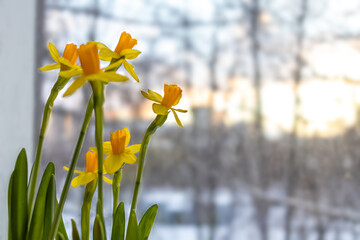 Yellow daffodils in early spring by window against background of melting snow in city. Women's Day,...