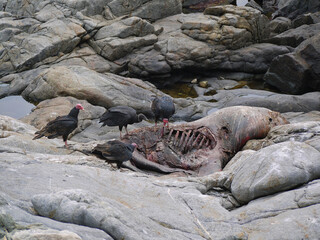 Fototapeta premium Vulture birds griffin eating a prey seal carcass on the coast of the Pacific Ocean in El Pangue, Chile