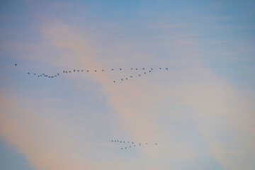 Birds flying in an orange colored sky at sunrise in winter, Almere, Flevoland, The Netherlands, January 28, 2024
