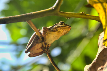 Treefrog (Female Polypedates leucomystax) on tree branch