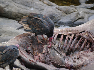 Vulture birds griffin eating a prey seal carcass on the coast of the Pacific Ocean in El Pangue,...
