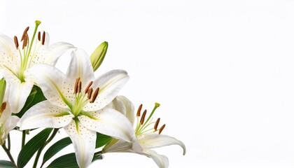 Fototapeta na wymiar White lily on a white background. Place for your text.