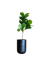 A single fiddle leaf fig tree stands in a sleek black pot, isolated against a black background,...