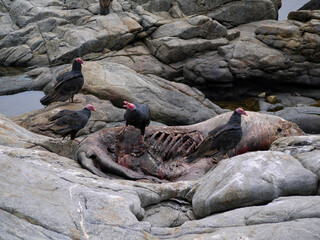 Vulture birds griffin eating a prey seal carcass on the coast of the Pacific Ocean in El Pangue, Chile
