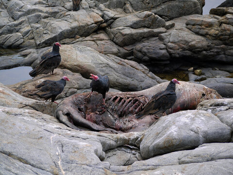 Vulture birds griffin eating a prey seal carcass on the coast of the Pacific Ocean in El Pangue, Chile