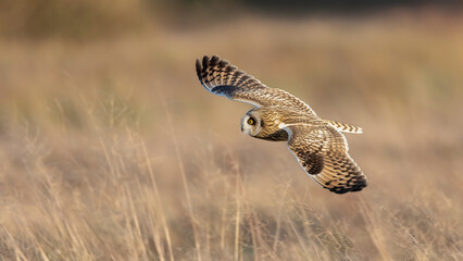 Shore-eared owl hunting over grassland