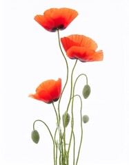 Obraz premium poppy flowers isolated on white background. studio shot. selective focus