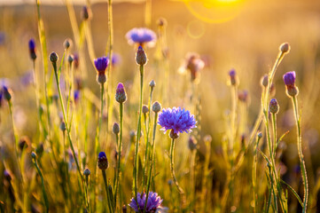 Blooming cornflower. Summer wildflowers at dawn with sun rays and sunbeams.