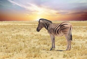 Fototapeta na wymiar A Lone Zebra standing on the vast open empty dry African plains, with a nice pale blue sky.