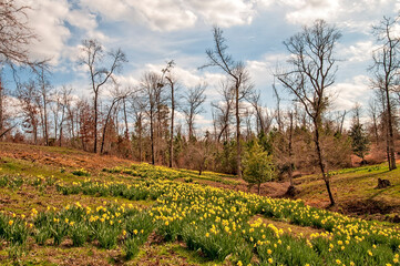 Fototapeta na wymiar Colorful Yellow Daffodils in East Texas