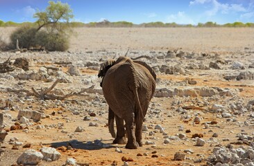 Rear view of an African Elephant walking away towards the rugged bush in the distance - Powered by Adobe