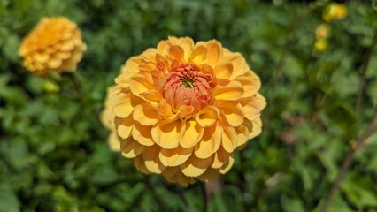 Yellow dahlia flower on a background of green leaves in the garden