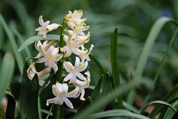 White hyacinths bloom in the garden in spring