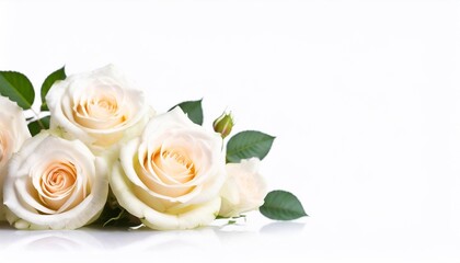 Fototapeta premium White roses on a white background with copy space for your text.