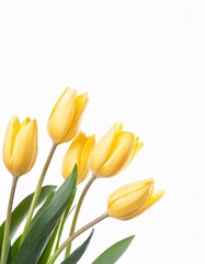 Yellow tulips isolated on white background with copy space for your text