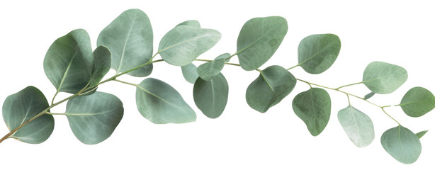 eucalyptus leaf isolated on white - obrazy, fototapety, plakaty
