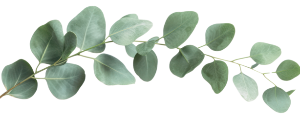 eucalyptus leaf isolated on white