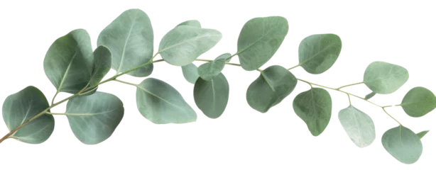 Rolgordijnen eucalyptus leaf isolated on white © Andrey