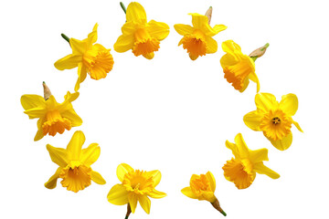 the yellow daffodil flowers form a circle over white