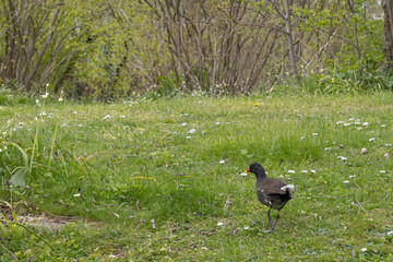 The common moorhen (Gallinula chloropus), also known as the waterhen or swamp chicken, is a bird species in the rail family (Rallidae)