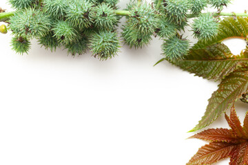 Top view of Castor fruits (Ricinus communis) with castor leaves. Isolated on a white background.
