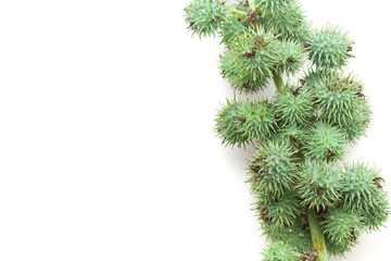 Top view of Castor fruits (Ricinus communis). Isolated on a white background.