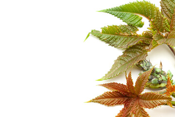 Top view of Castor leaves (Ricinus communis) with castor fruits. Isolated on a white background.