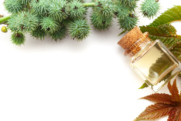 Top view of Castor oil (Ricinus communis) with castor fruits and leaves. Isolated on a white background.