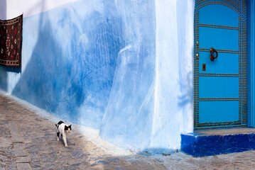 Cat walking on alley in Chefchaouen, the blue city of Morocco