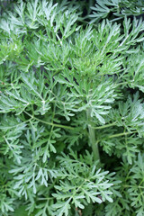 Bitter wormwood (Artemisia absinthium) bush grows in nature