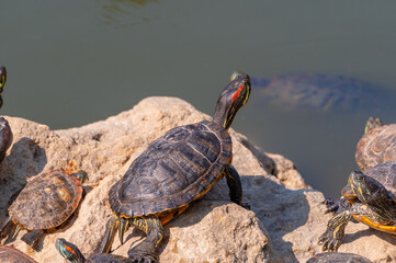 red-eared turtles basking in the sun