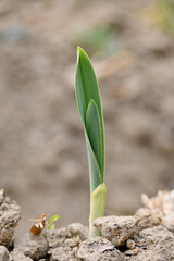 closeup the ripe green garlic plant growing in the farm with brown soil soft focus natural brown background.