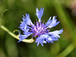 Blue cornflower (Centaurea cyanus) blooms in the field