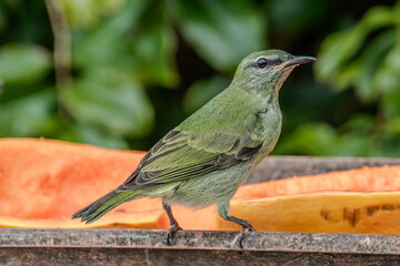 The green honeycreeper (Chlorophanes spiza) is a small passerine bird