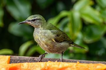 The green honeycreeper (Chlorophanes spiza) is a small passerine bird
